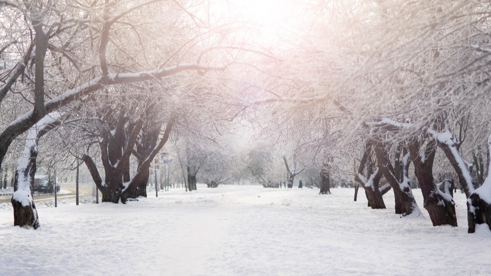 Don't Shake Snow Off Trees